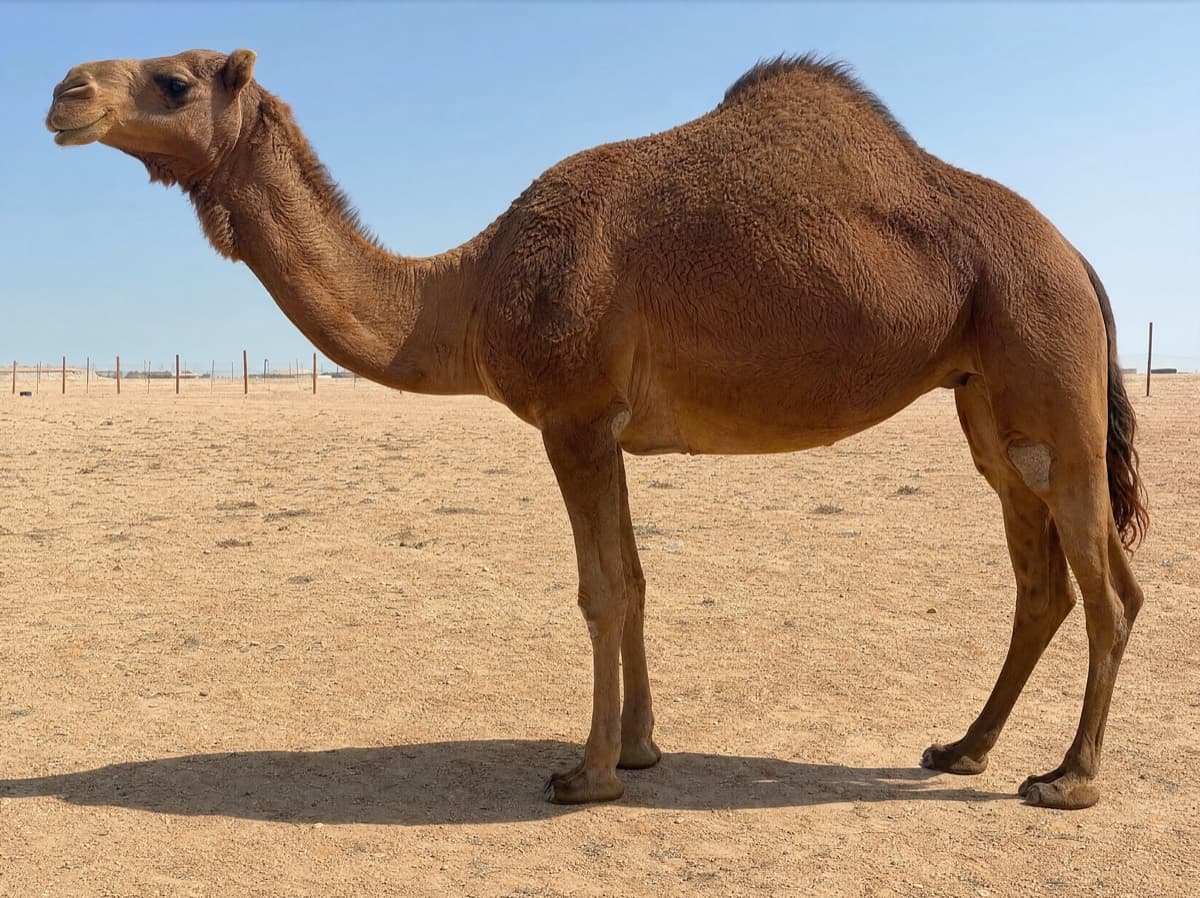 شعواء