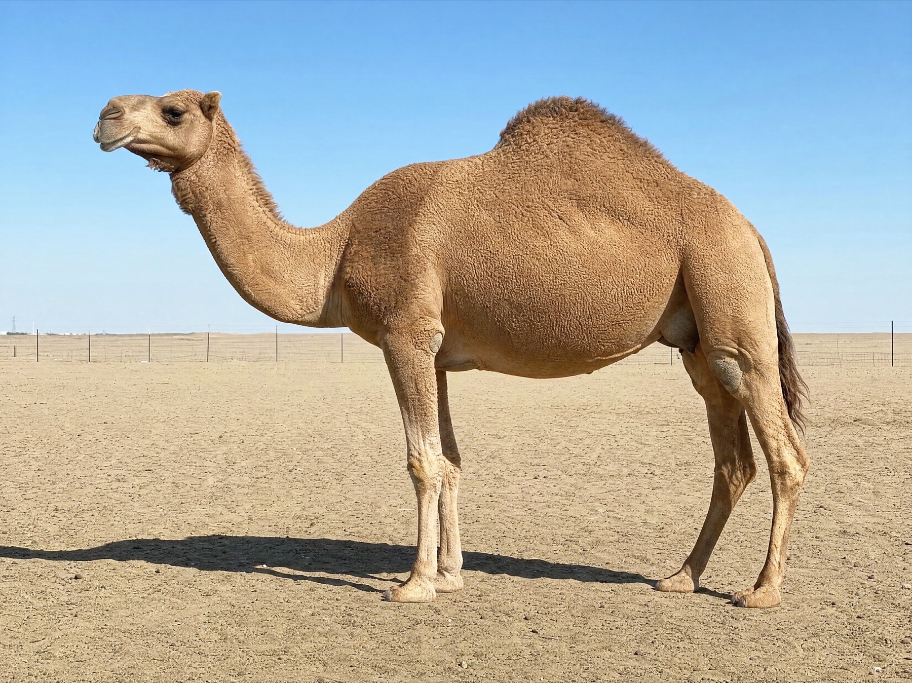 الجانب الأيسر (الجسم كامل) — صورة مرجعية معروضة على الشاشة لإعادة تصويرها